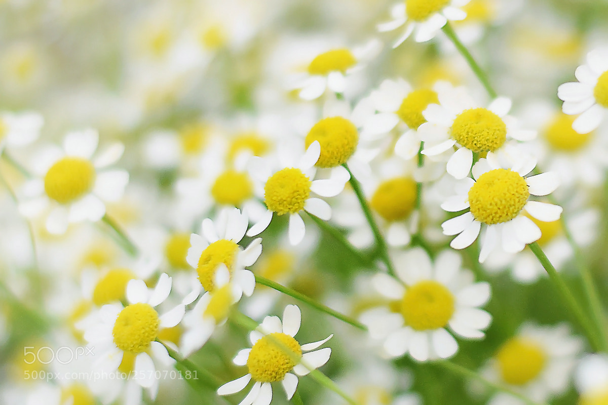 Nikon D5300 sample photo. Když jsme si blíž photography
