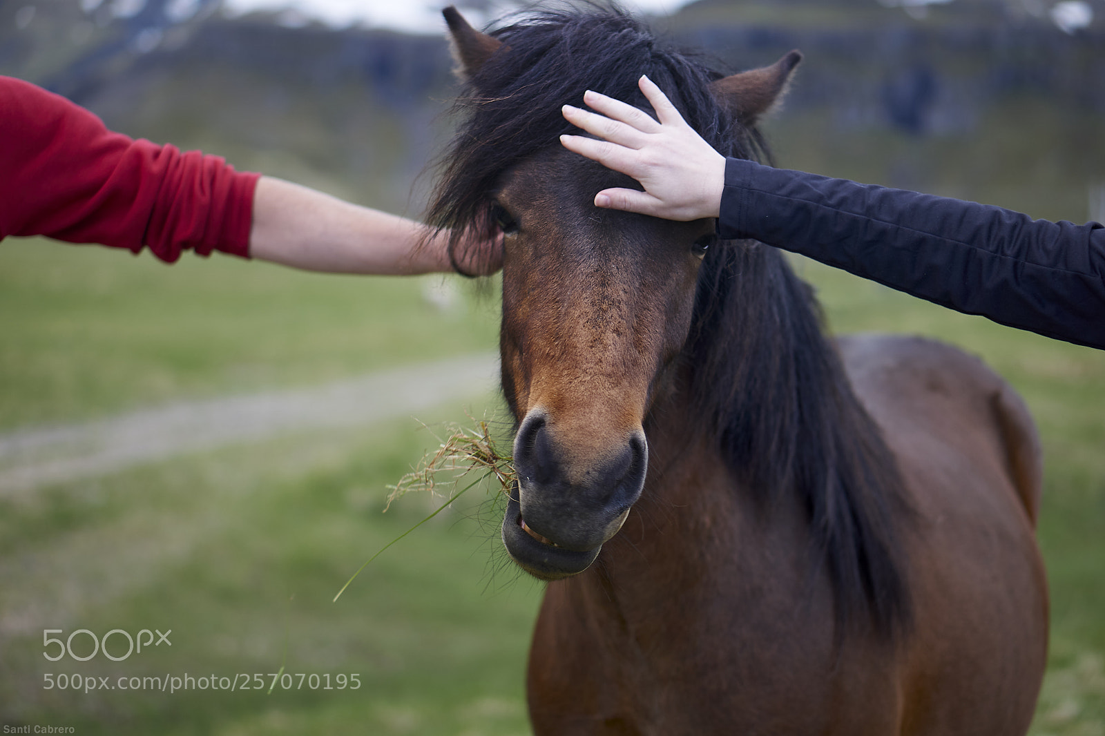 Sony a6000 sample photo. Caballo islandés photography