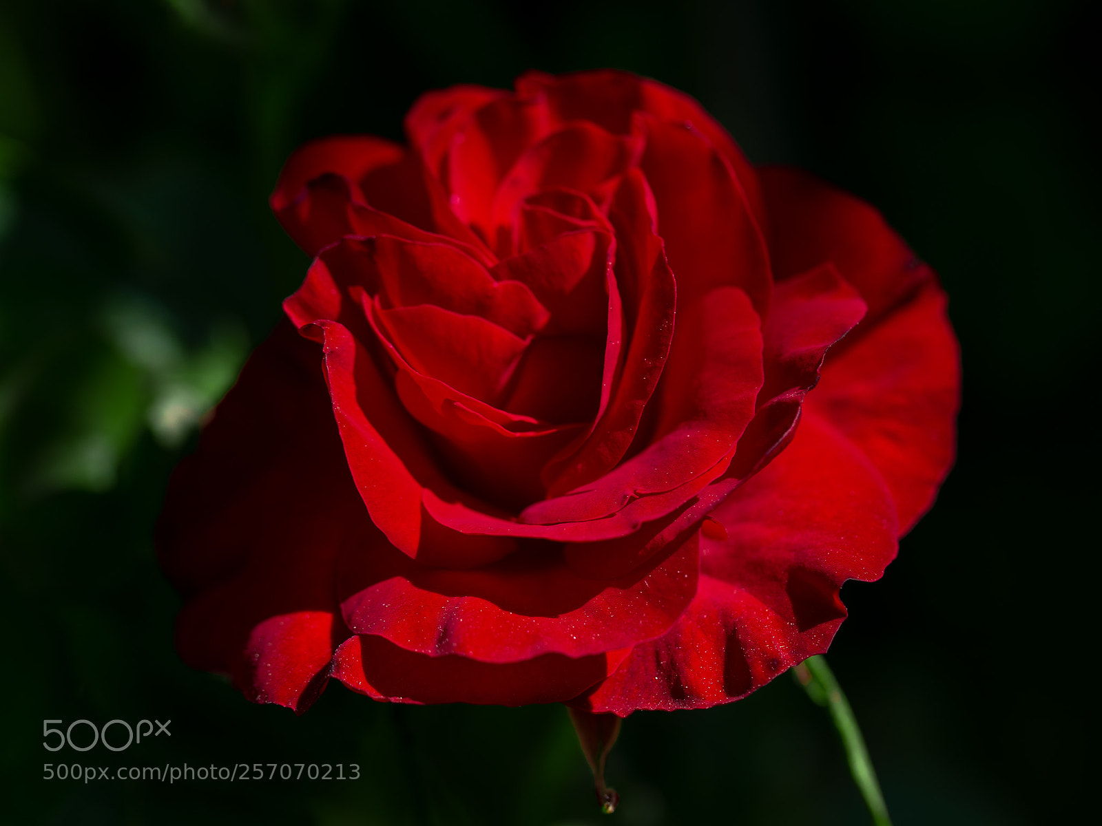 Canon EOS 6D sample photo. The first rose of photography
