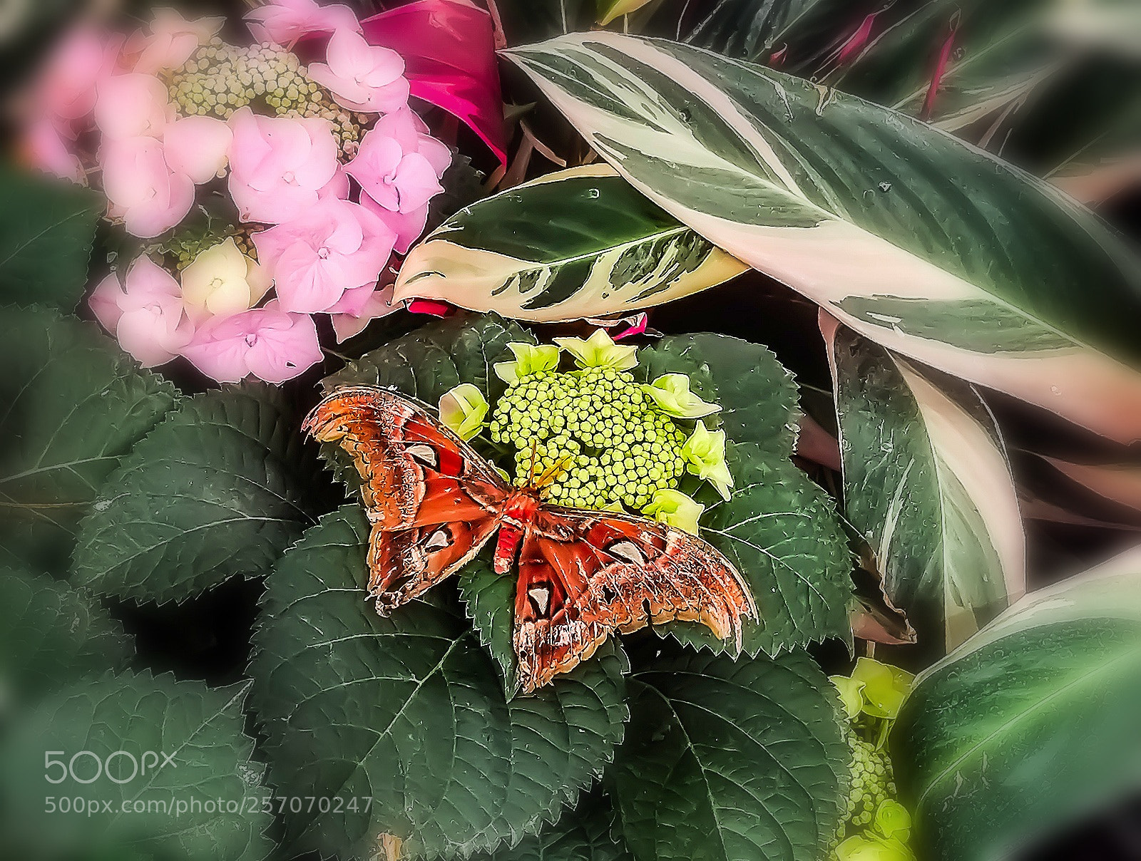 Samsung Galaxy S8 sample photo. Butterfly on flower photography