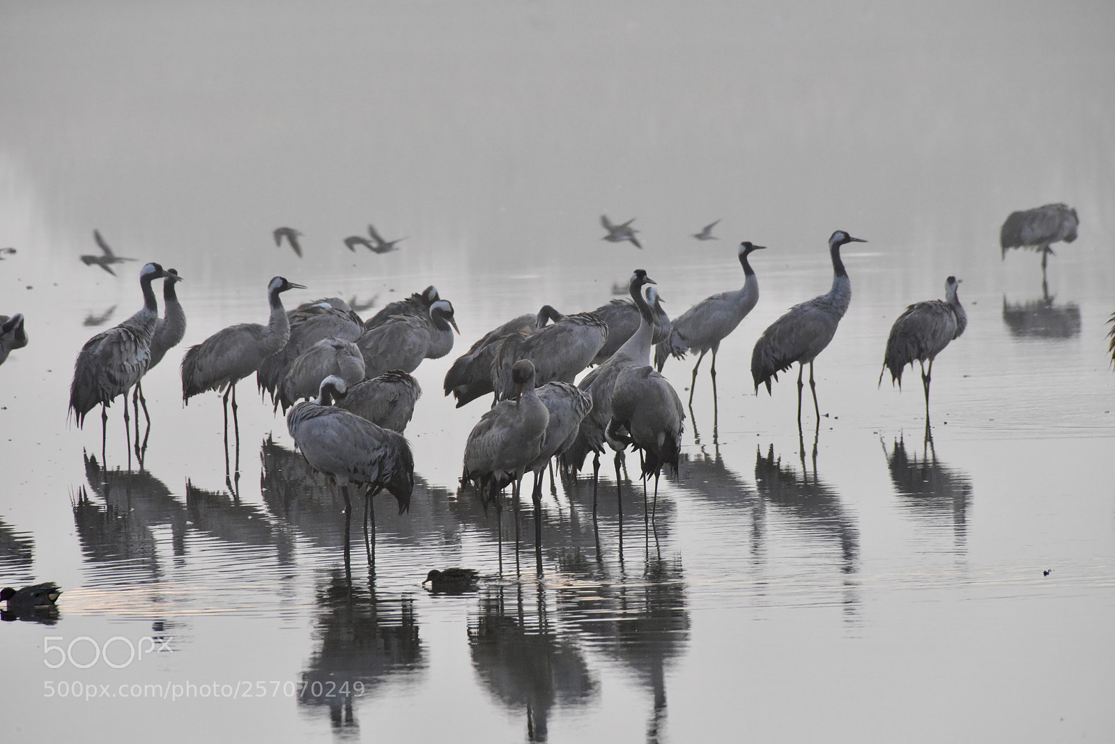 Nikon D810 sample photo. Cranes in hula valley photography