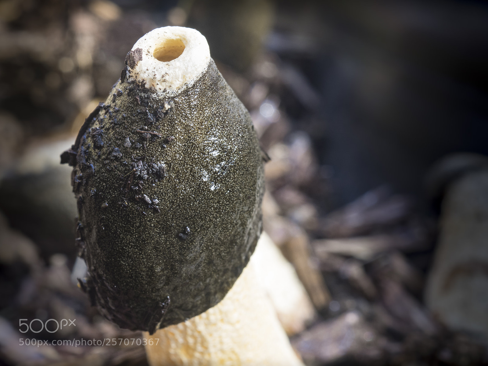 Olympus OM-D E-M1 sample photo. Phallic fungi photography