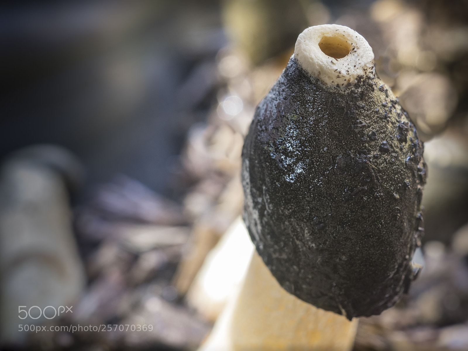 Olympus OM-D E-M1 sample photo. Phallic fungi photography