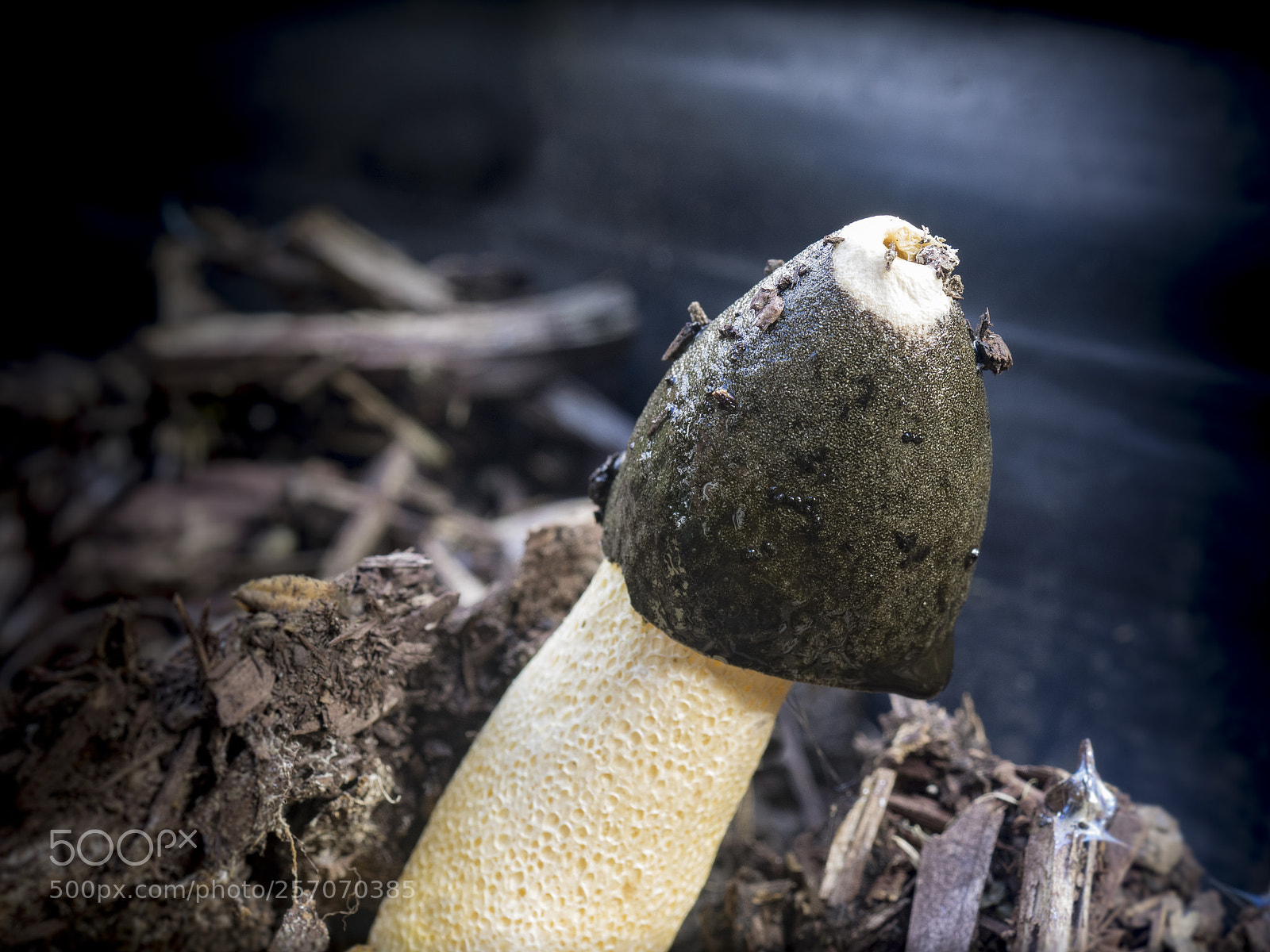 Olympus OM-D E-M1 sample photo. Phallic fungi photography