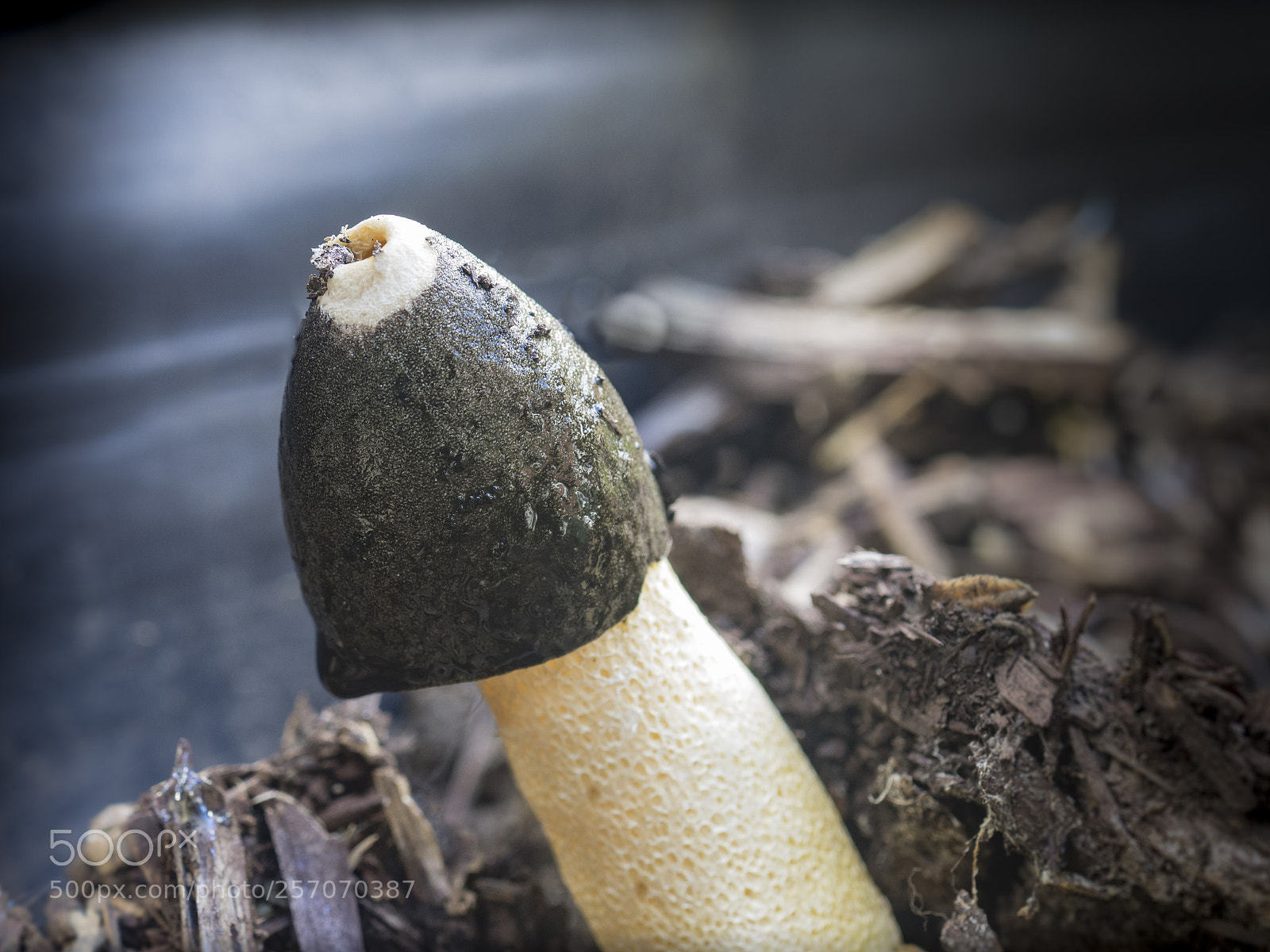 Olympus OM-D E-M1 sample photo. Phallic fungi photography