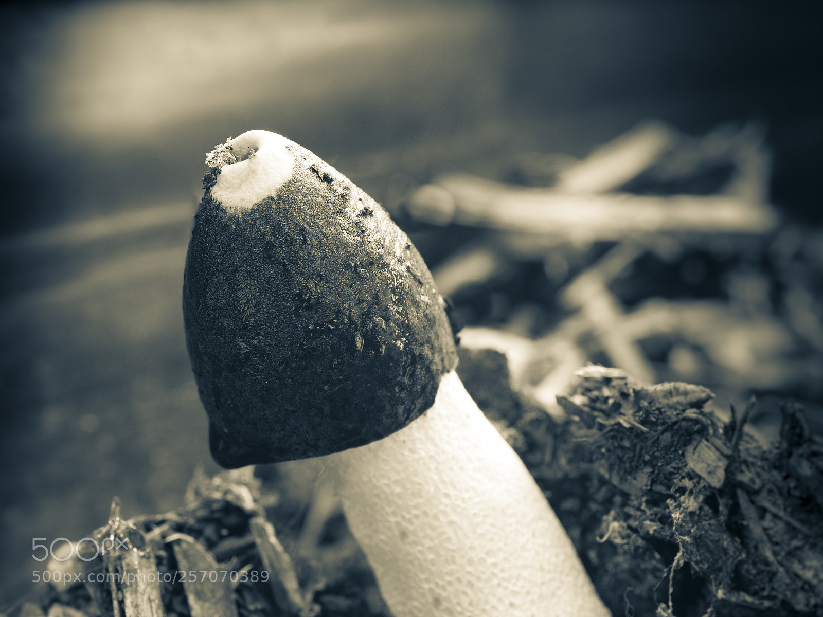 Olympus OM-D E-M1 sample photo. Phallic fungi photography