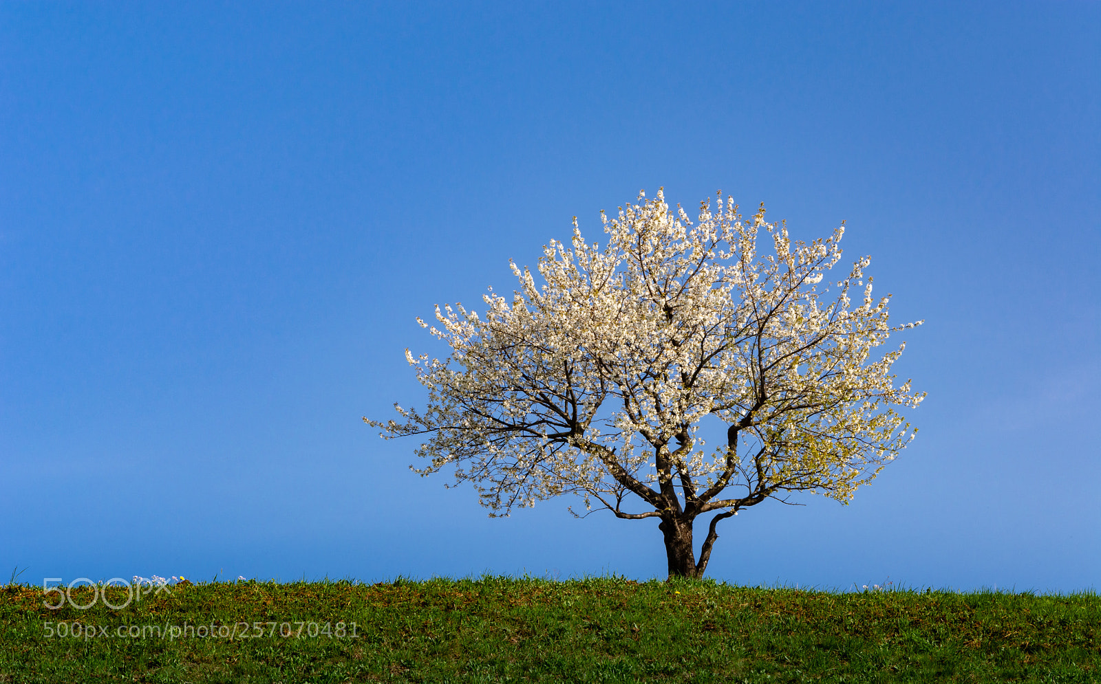 Nikon D7100 sample photo. Spring tree photography