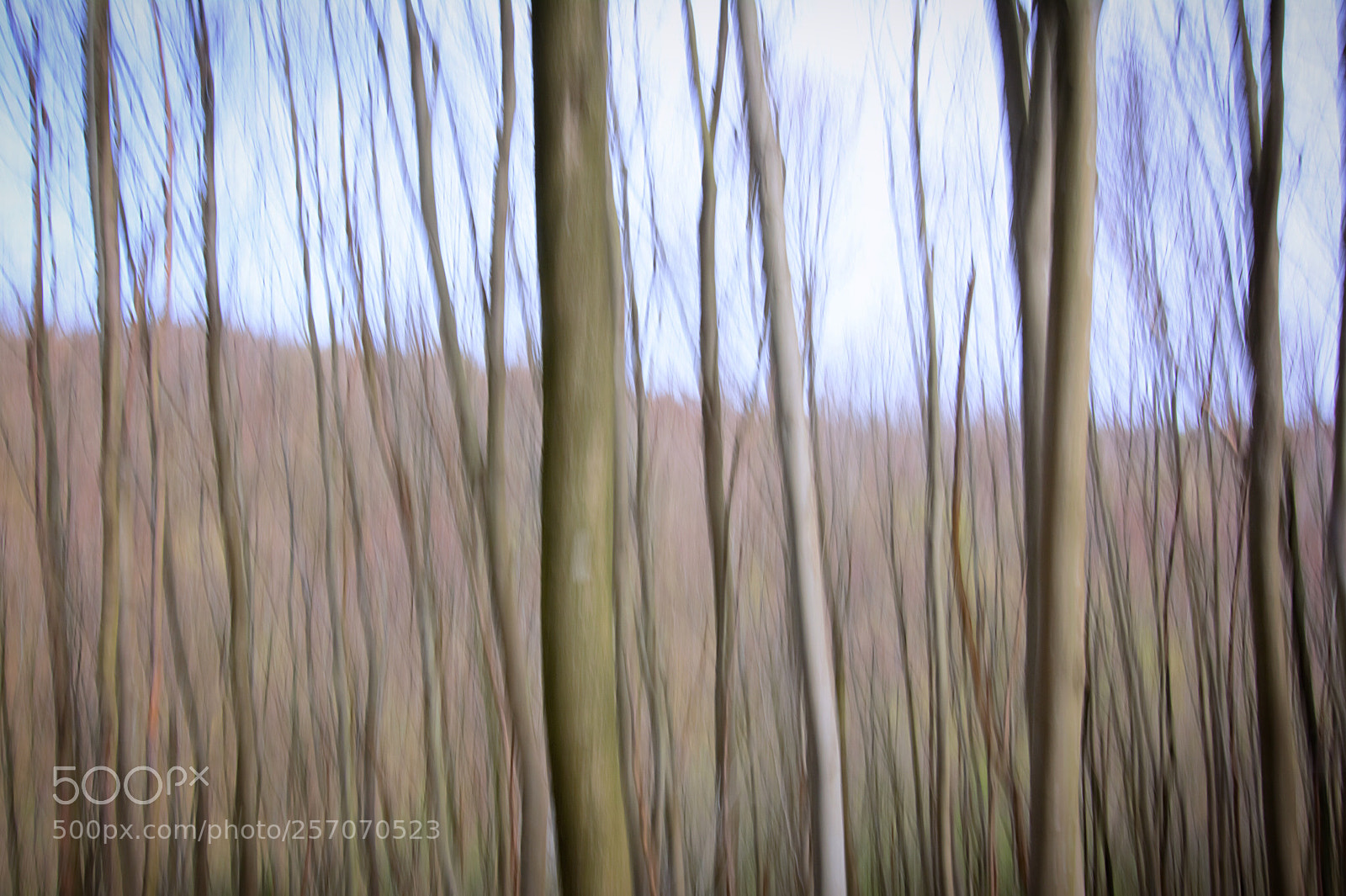 Nikon D5200 sample photo. Trees photography