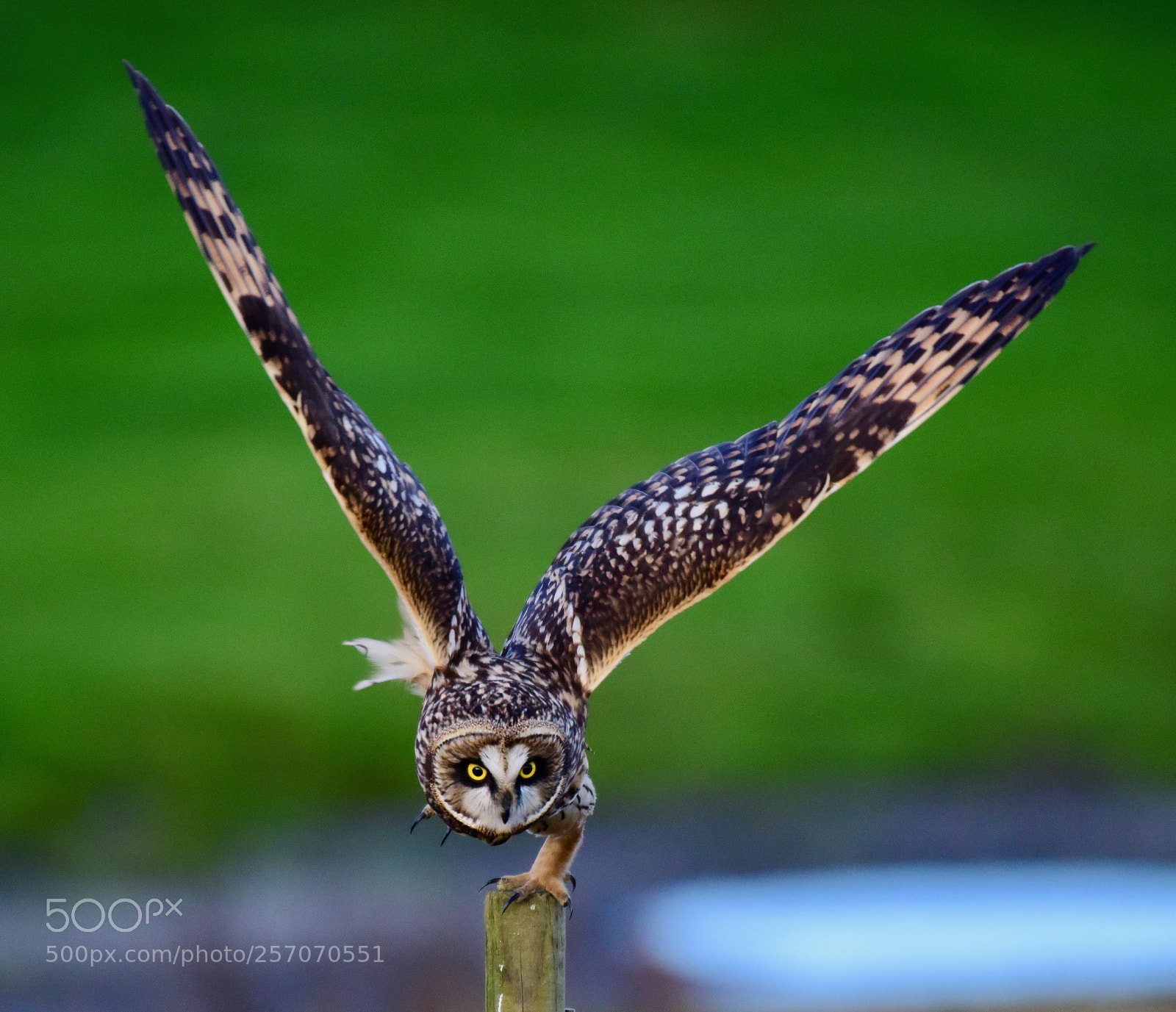 Nikon D810 sample photo. Short ears owl taking photography