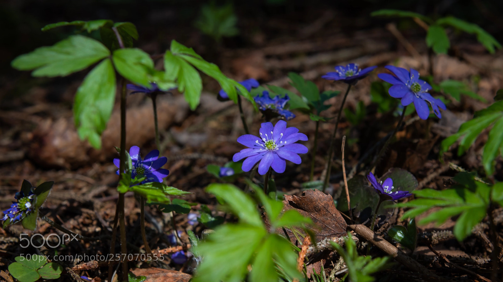 Nikon D810 sample photo. Hepatica photography