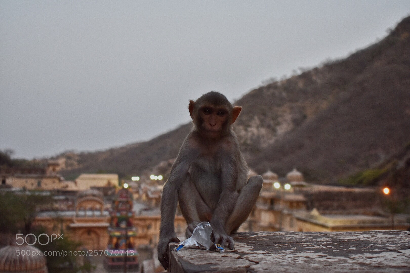 Nikon D3400 sample photo. New friend photography