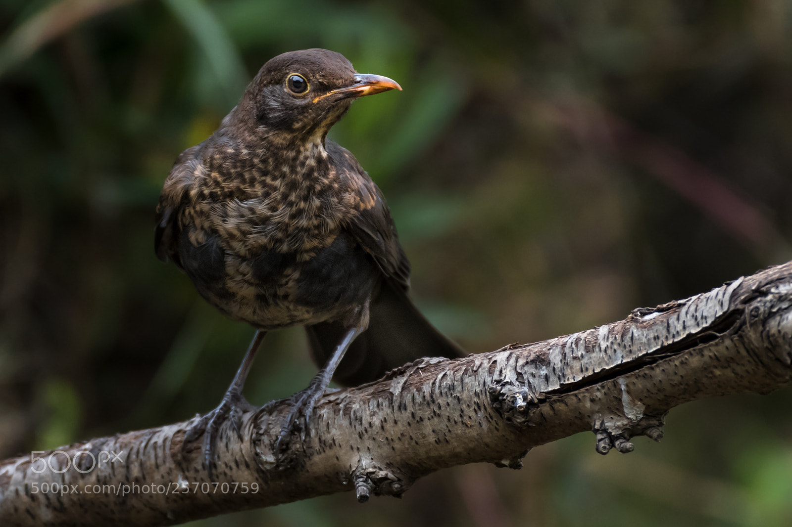 Nikon D850 sample photo. Young blackbird photography
