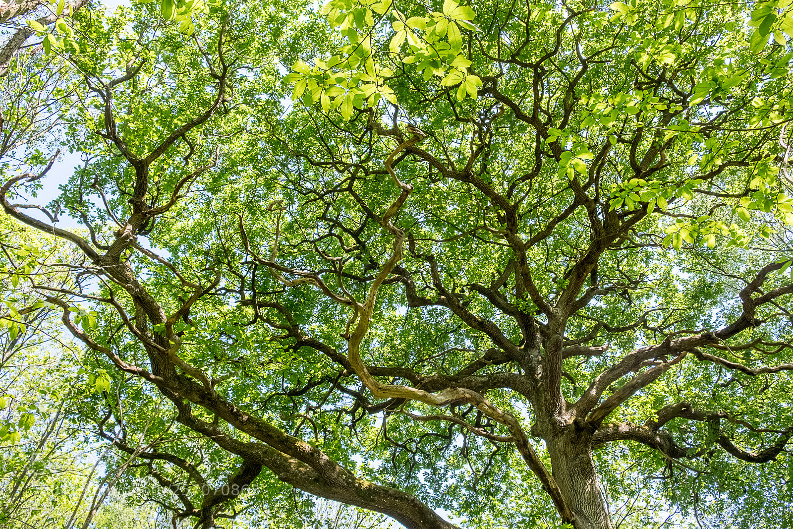 Fujifilm X-T20 sample photo. Old oak photography