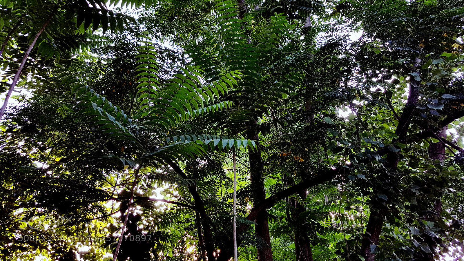 Samsung Galaxy S7 Edge sample photo. Rainforest.jpg photography