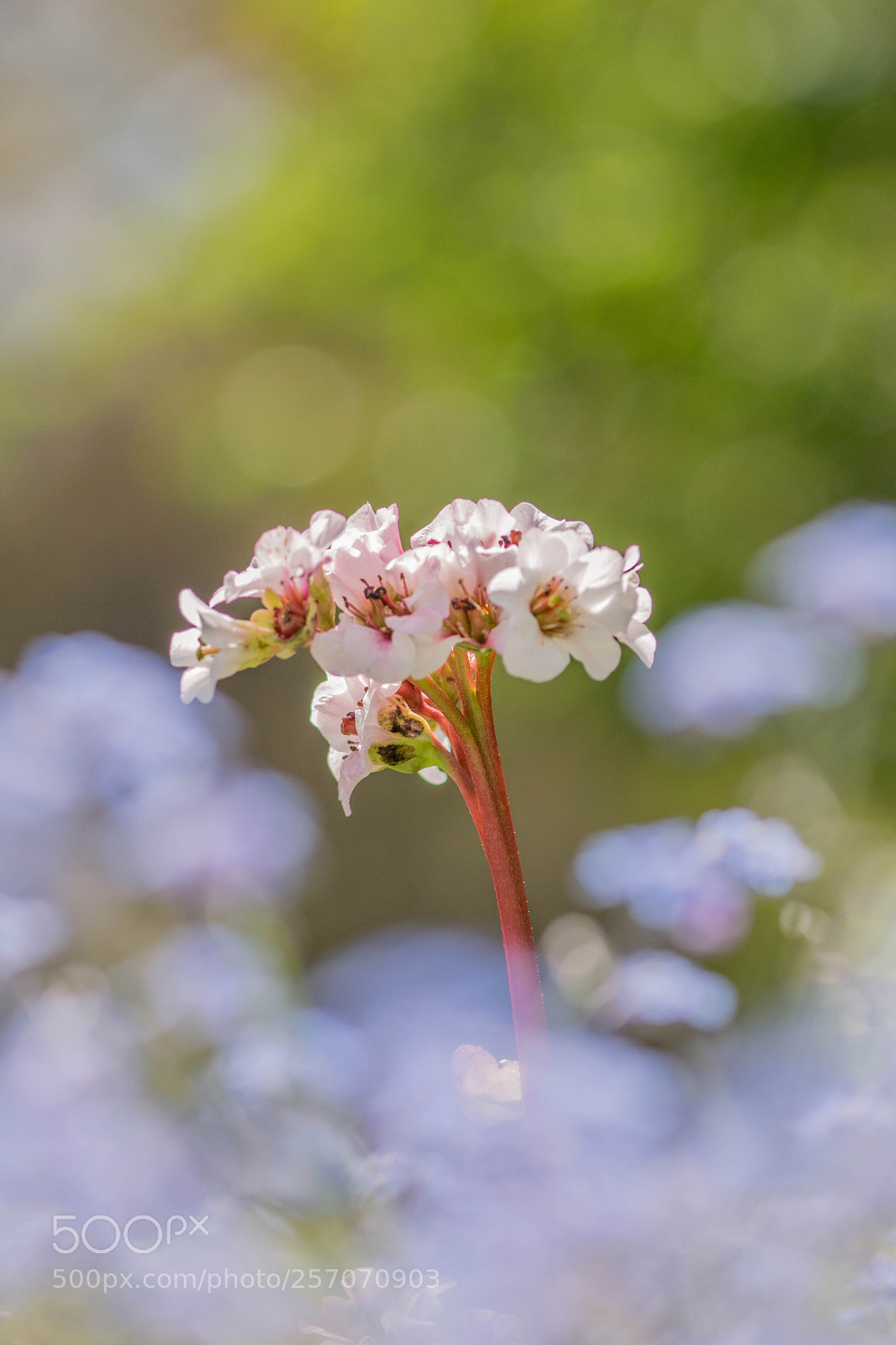 Nikon D5300 sample photo. Hidden treasure photography