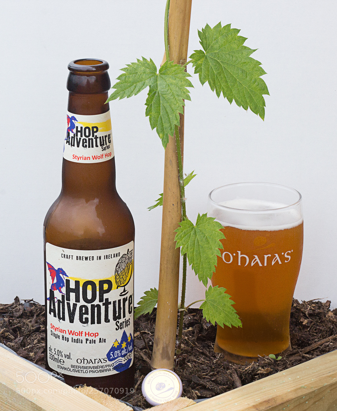 Canon EOS 60D sample photo. Styrian wolf hop ipa photography