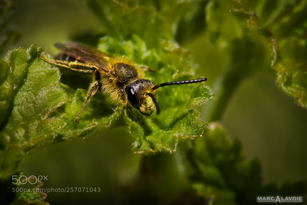 Pentax K-3 sample photo. Spring bee photography