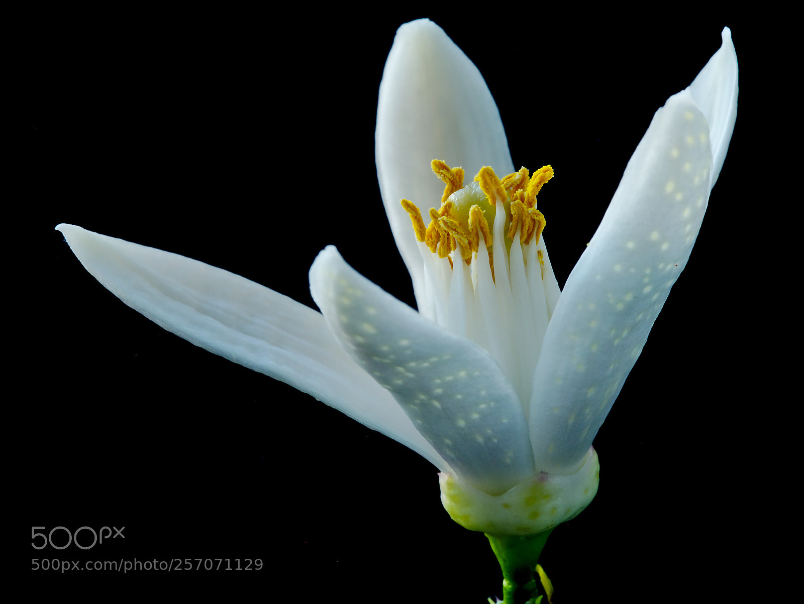 Panasonic Lumix DMC-GX7 sample photo. Lemon flower photography