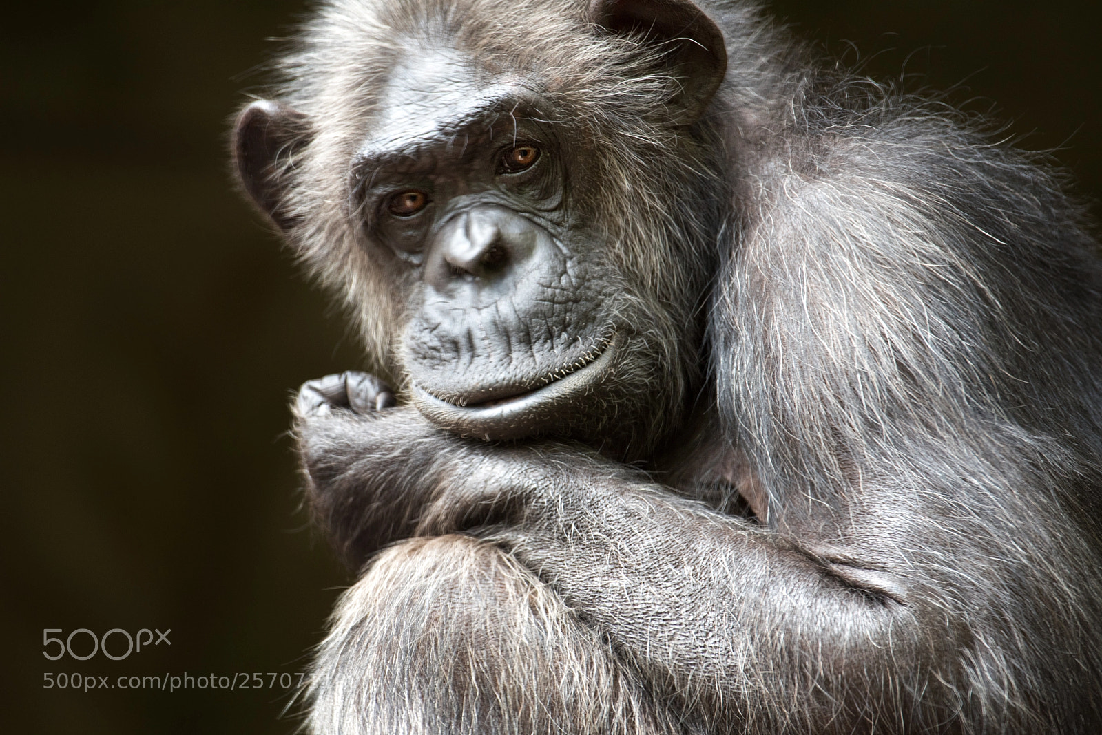 Nikon D750 sample photo. Chimpanzee photography