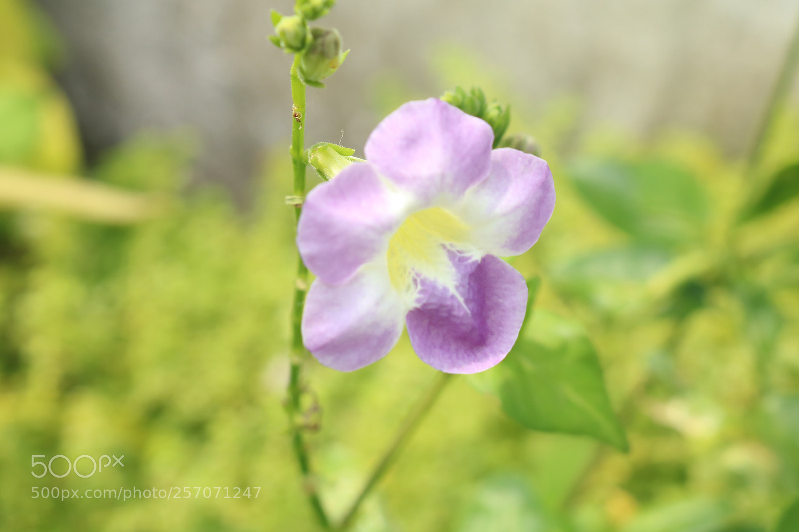 Canon EOS 750D (EOS Rebel T6i / EOS Kiss X8i) sample photo. Flower photography