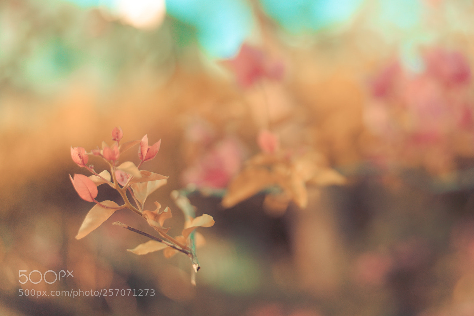 Nikon D700 sample photo. Autumn photography
