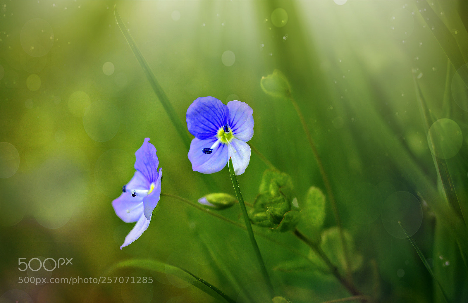 Nikon D7100 sample photo. Dreamy picture photography