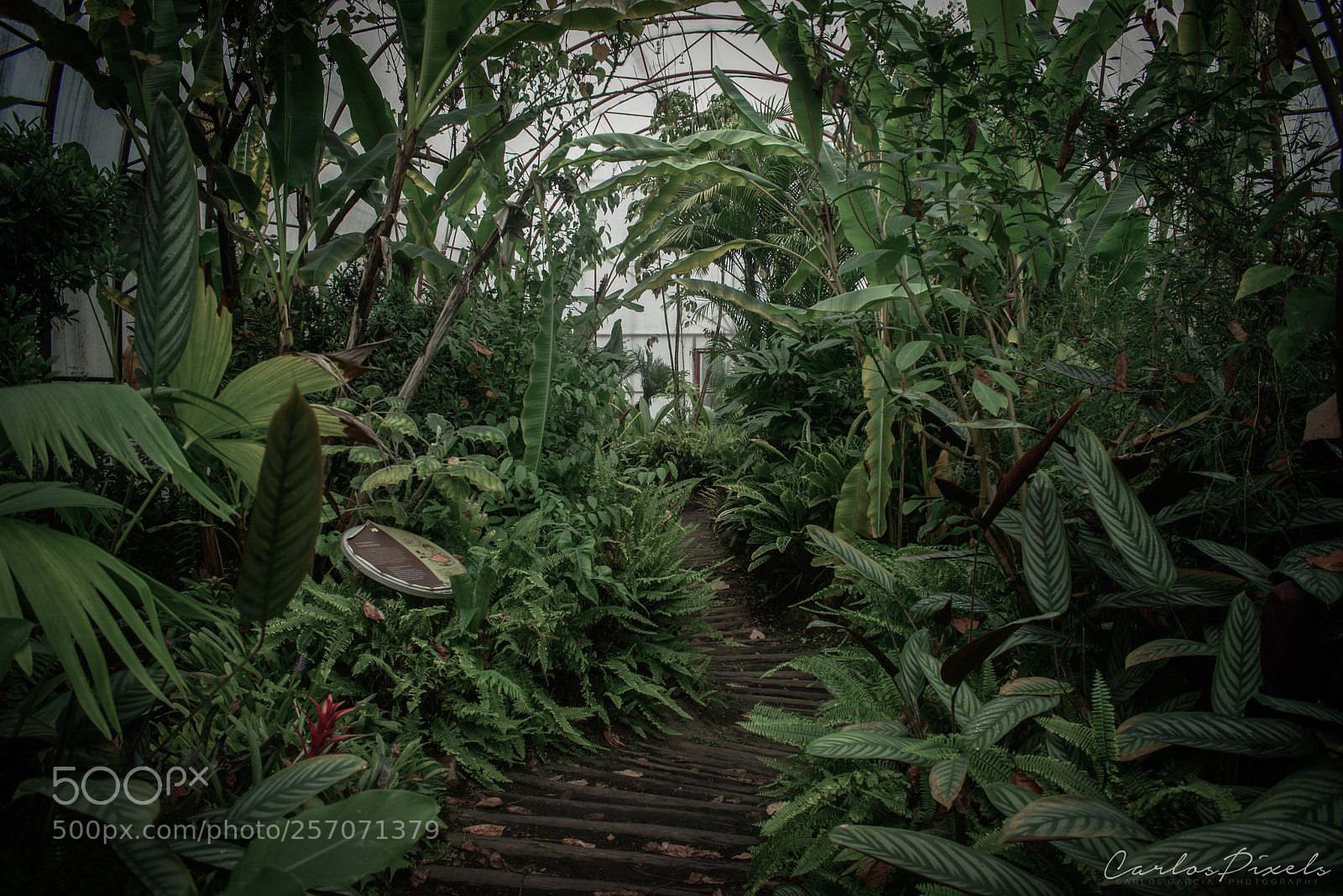 Nikon D3400 sample photo. Indoor jungle photography