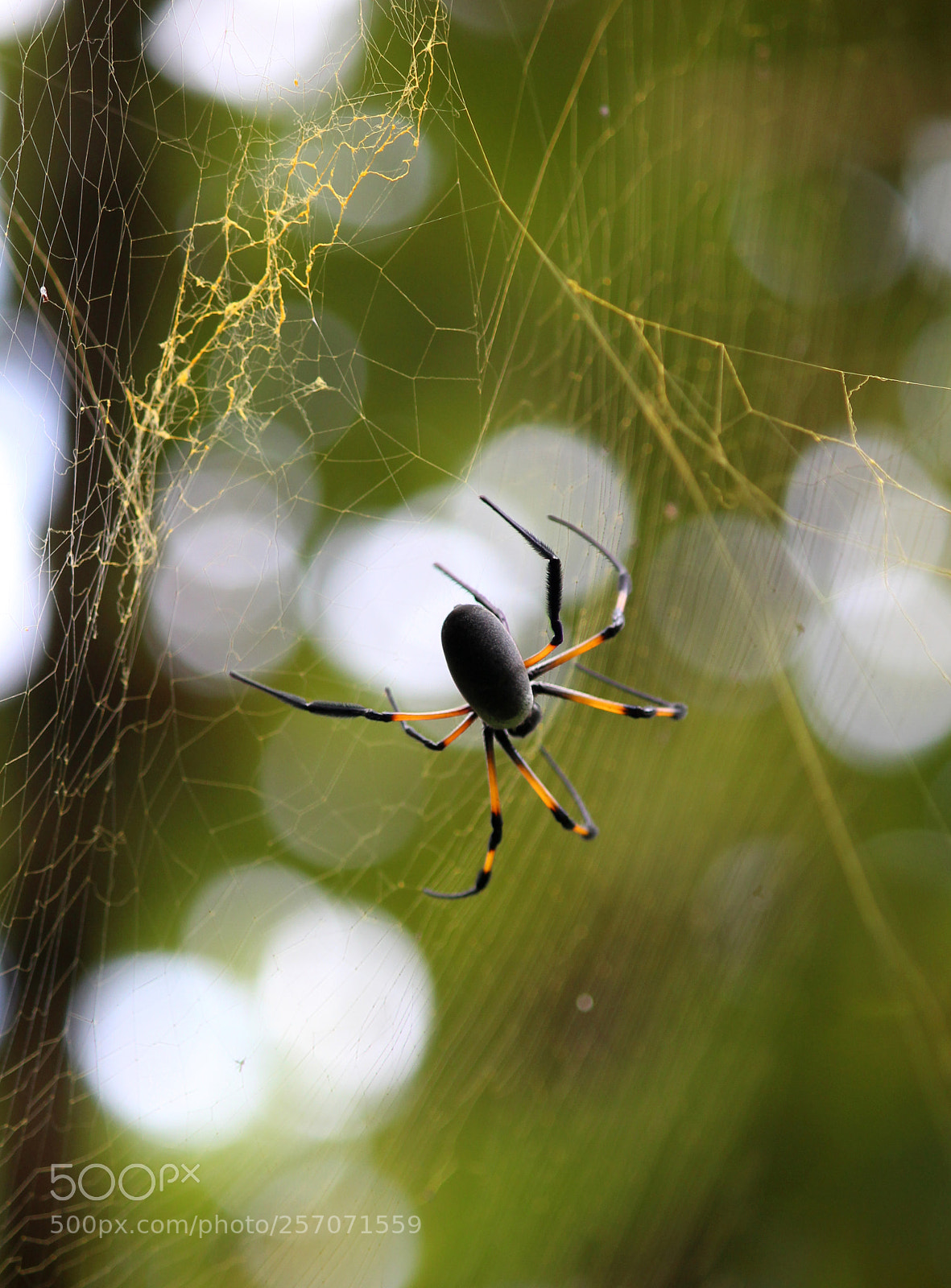 Canon EOS 600D (Rebel EOS T3i / EOS Kiss X5) sample photo. Bibe jaune photography