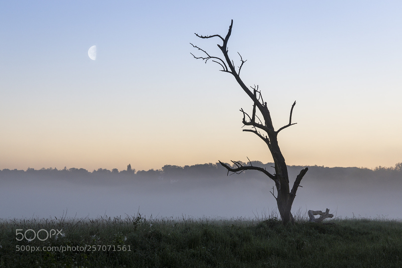 Canon EOS 6D sample photo. Dead tree photography