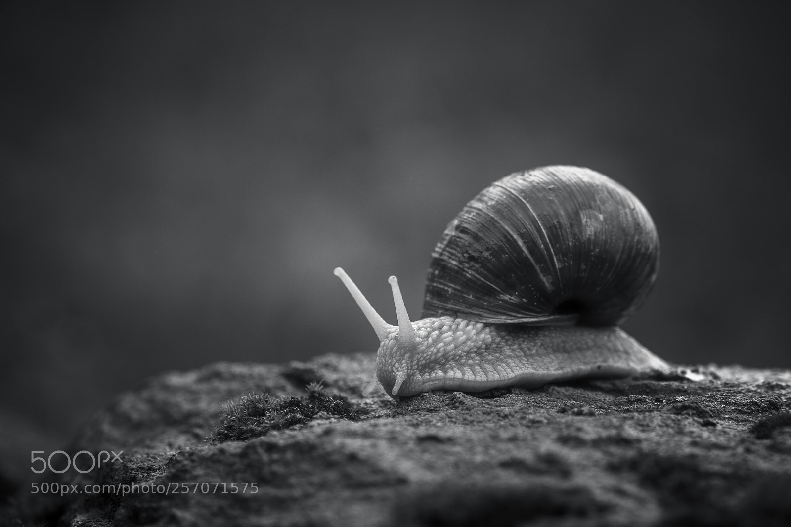 Nikon D5500 sample photo. Running snail photography