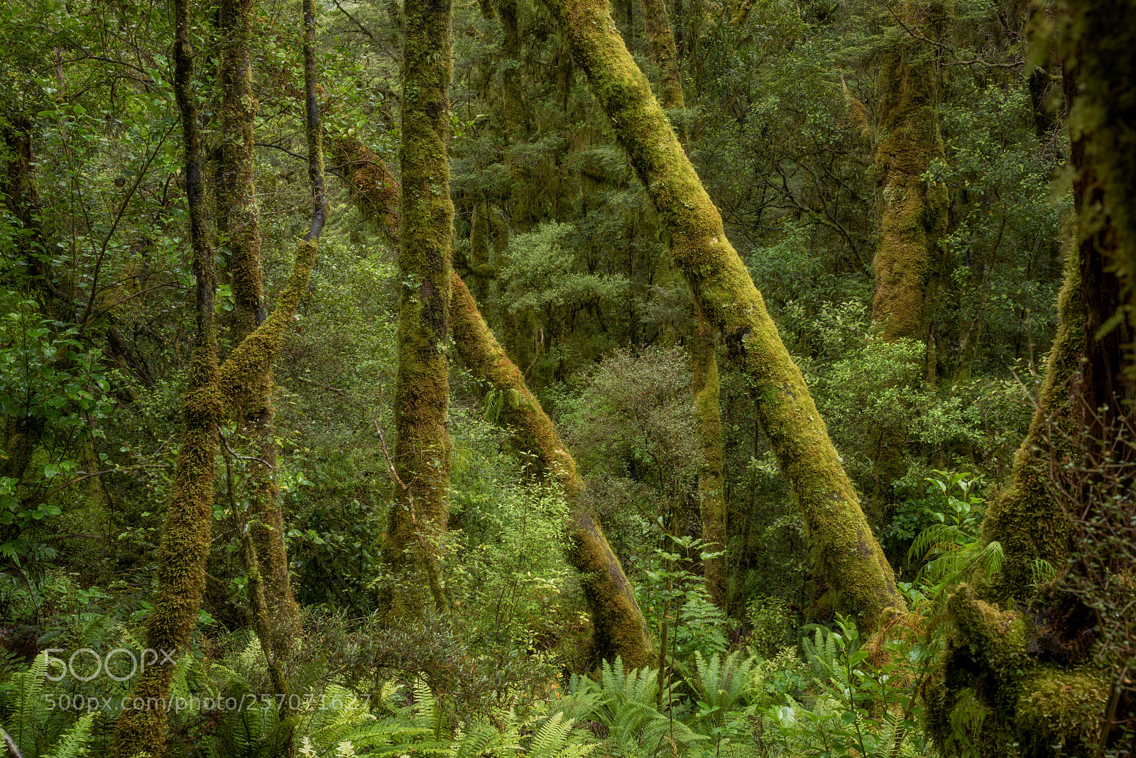 Pentax K-1 sample photo. Jungle scene ii photography