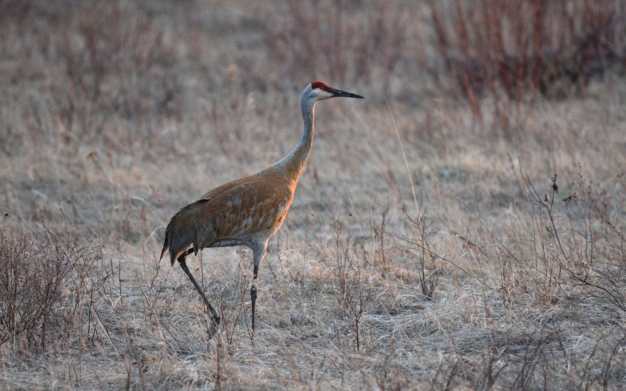 Nikon AF-S Nikkor 200-500mm F5.6E ED VR sample photo. Sandhill crane photography
