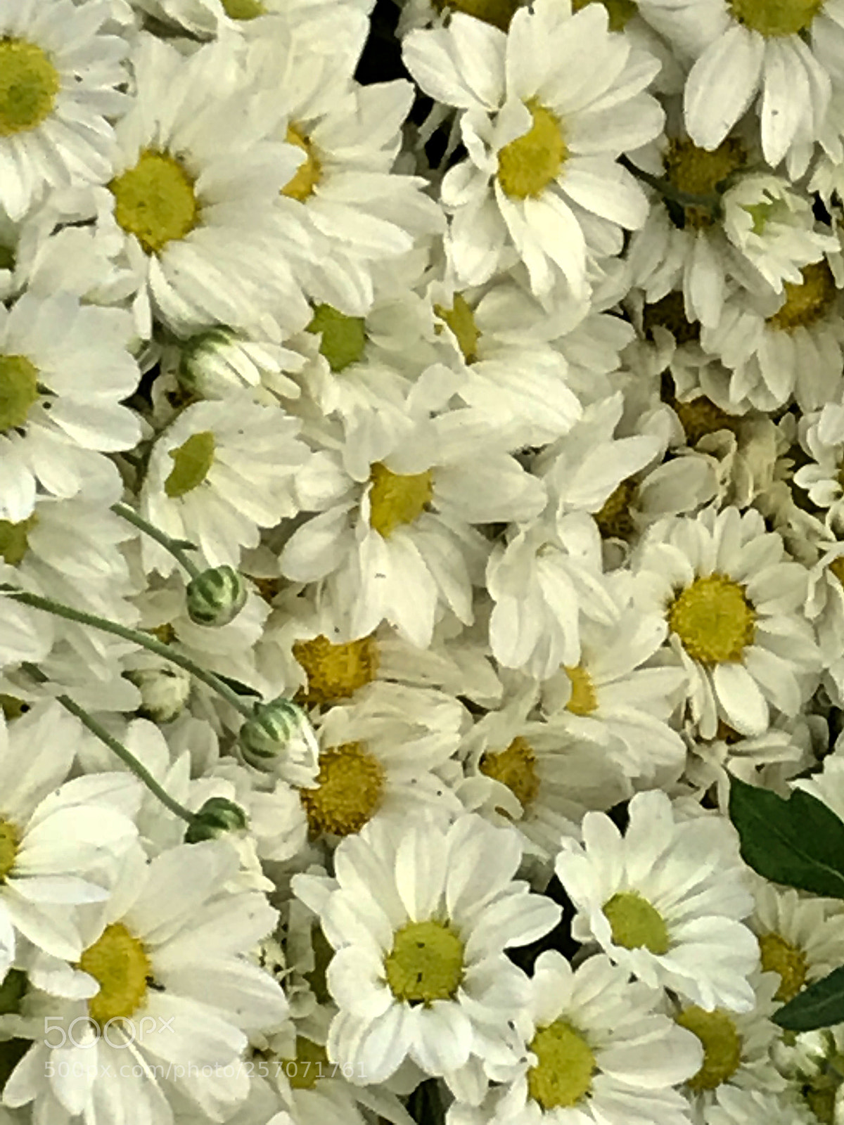 Apple iPhone 7 Plus sample photo. Daisy photography