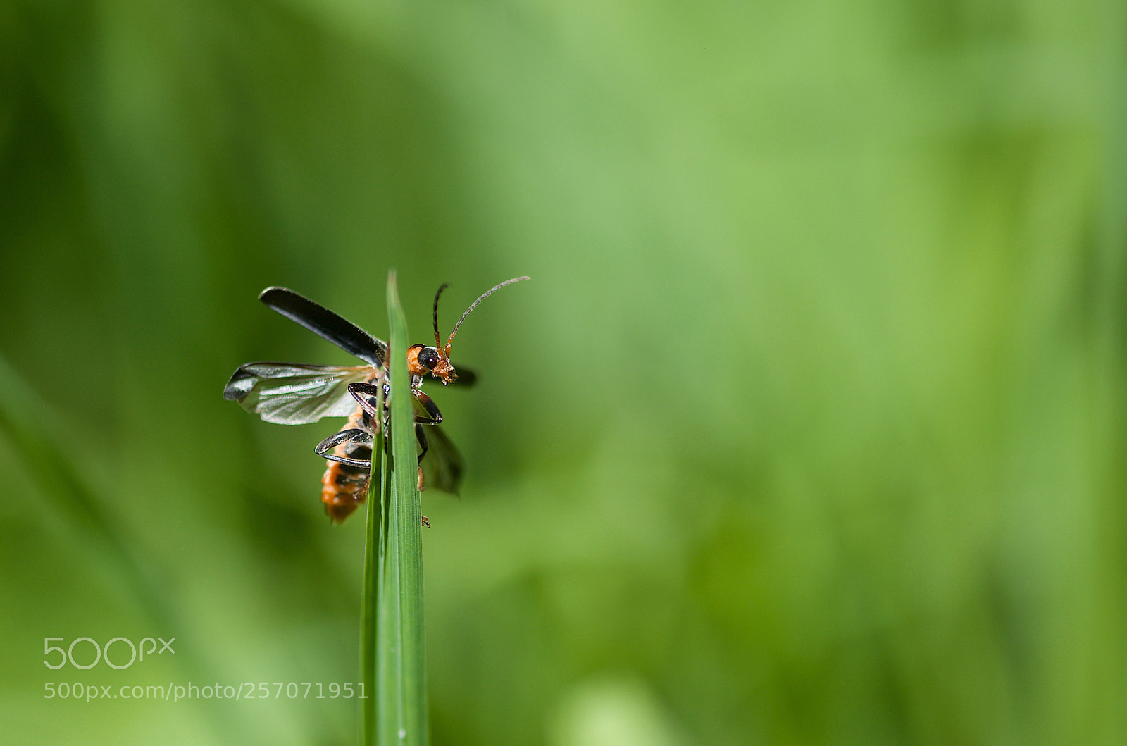 Nikon D7000 sample photo. Ready to fly photography
