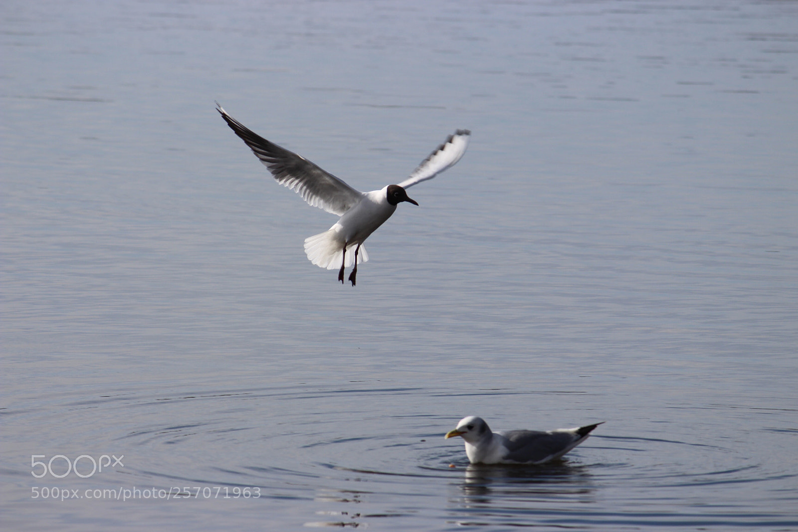 Canon EOS 700D (EOS Rebel T5i / EOS Kiss X7i) sample photo. Untitled photography