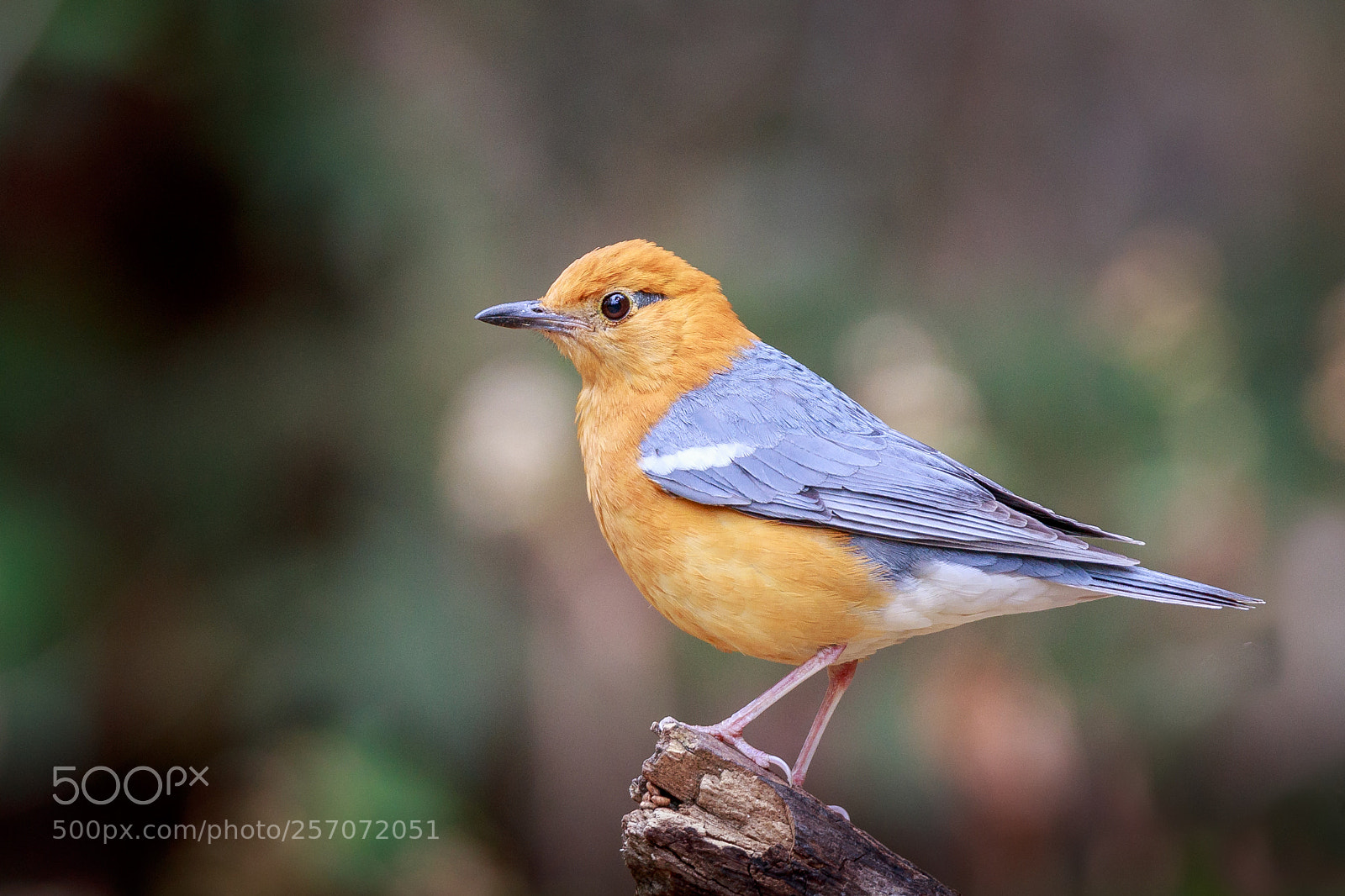 Canon EOS 6D sample photo. Orange-headed thrush photography