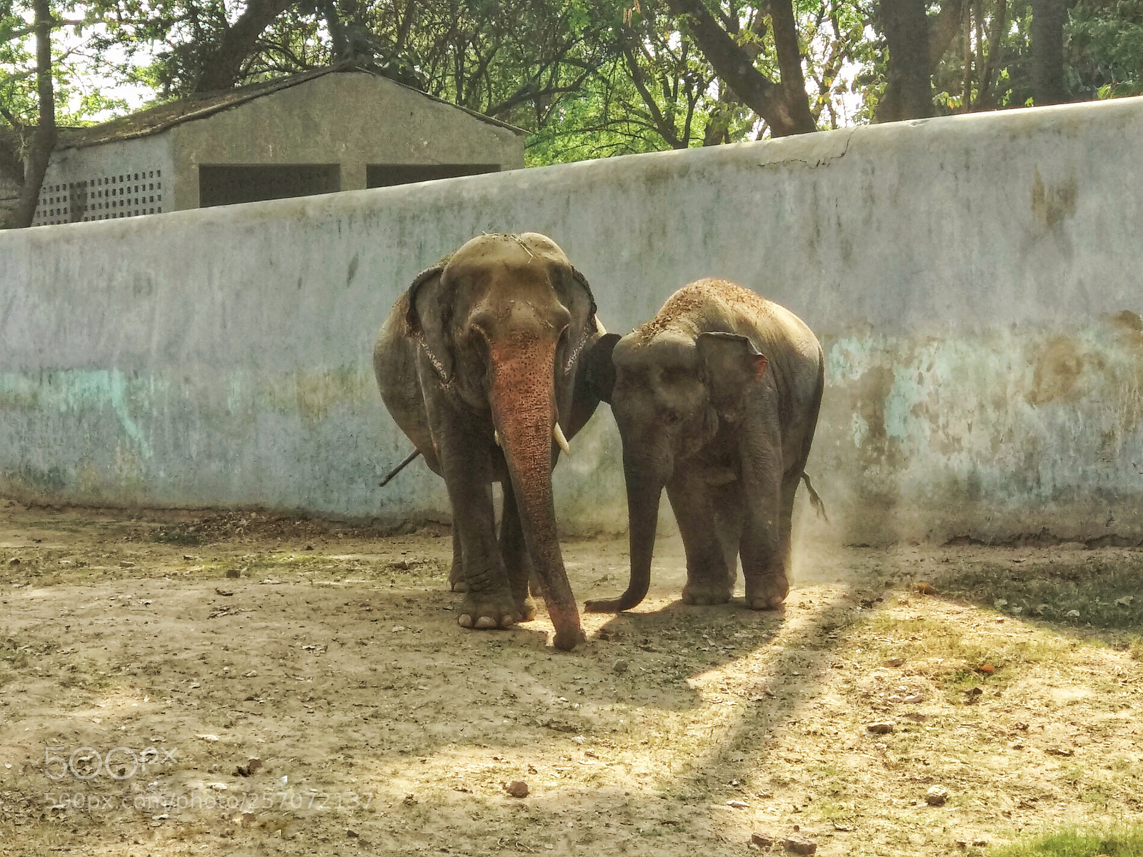 Xiaomi Mi A1 sample photo. Group of elephants photography