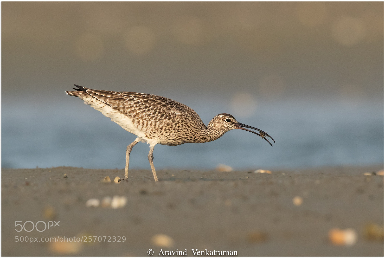 Canon EOS 7D Mark II sample photo. Whimbrel photography