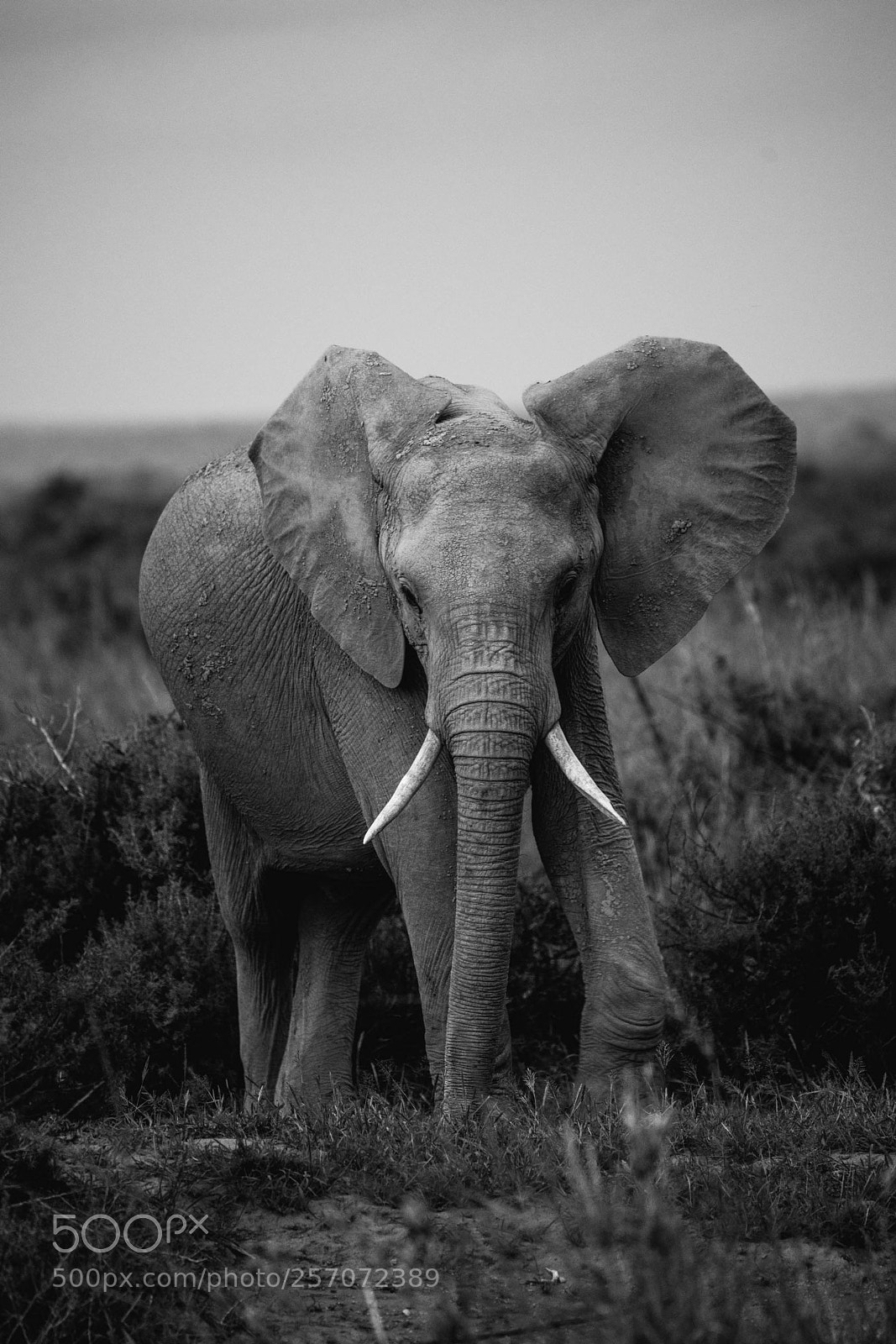 Sony a7R III sample photo. Young elephant in amboseli photography