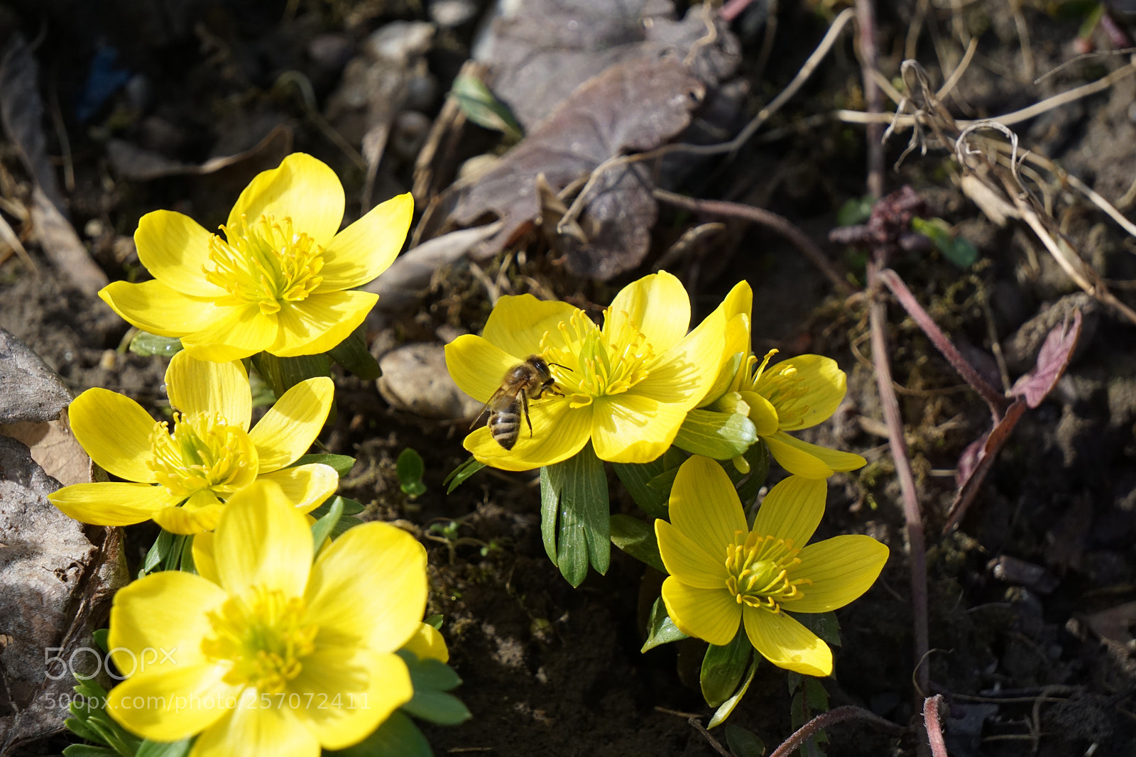 Sony a6000 sample photo. Frühling photography