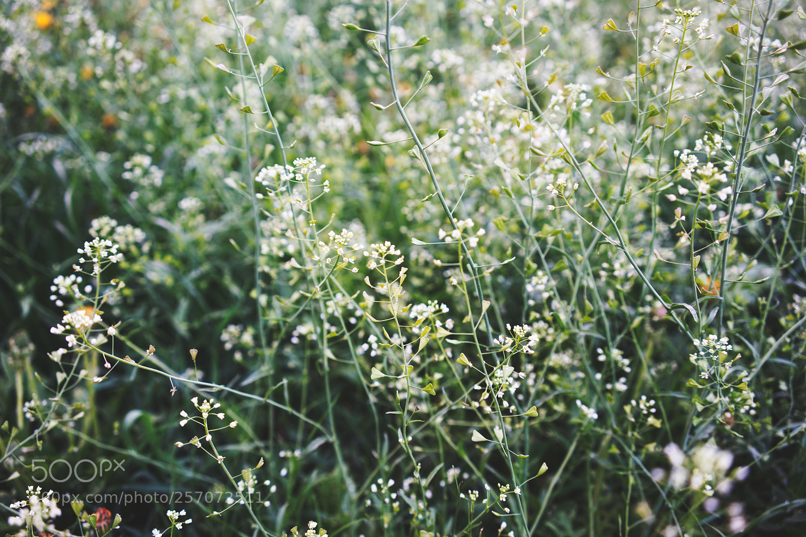 Sony a7R III sample photo. Dsc photography
