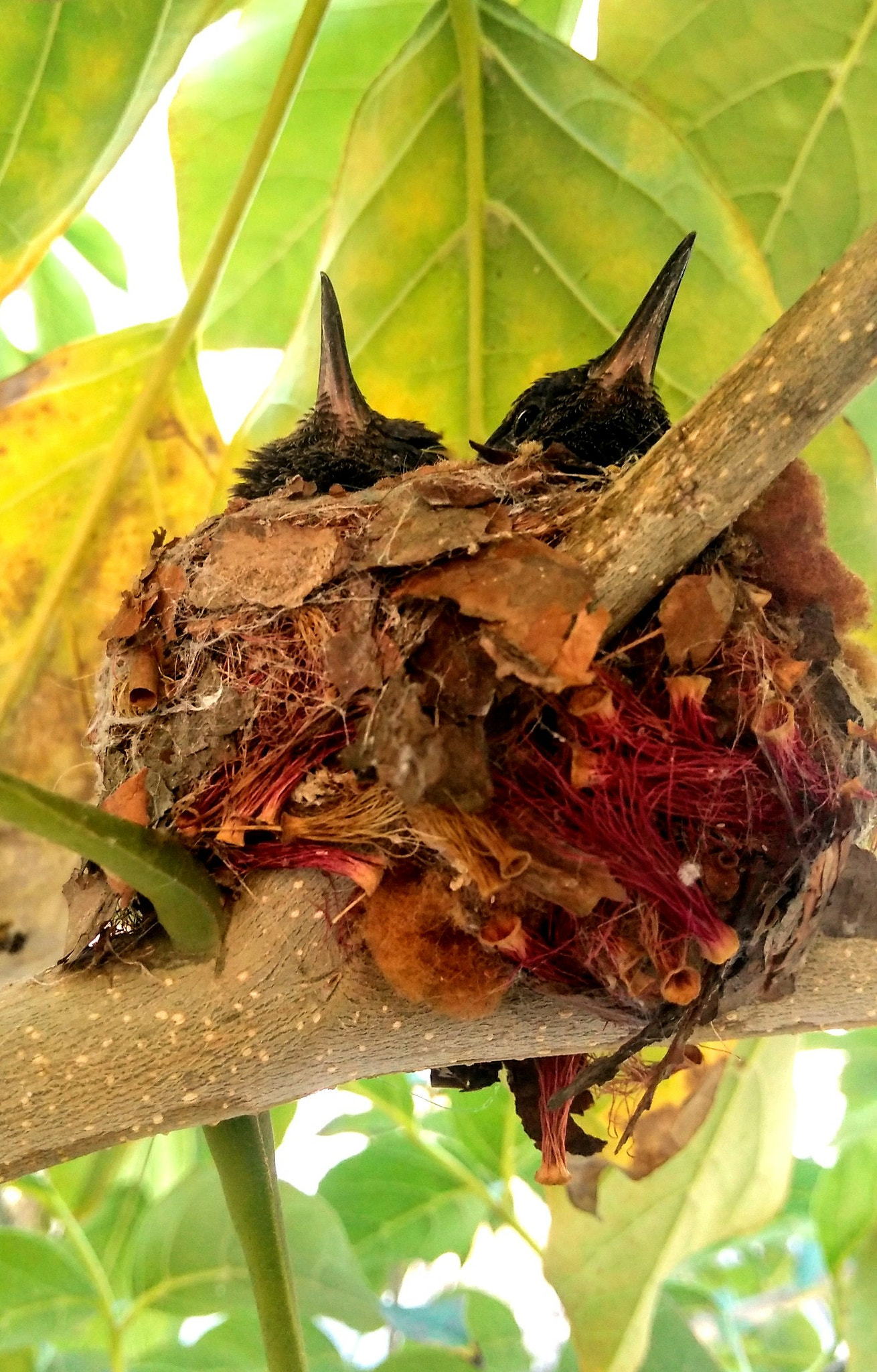 Motorola Moto G Play sample photo