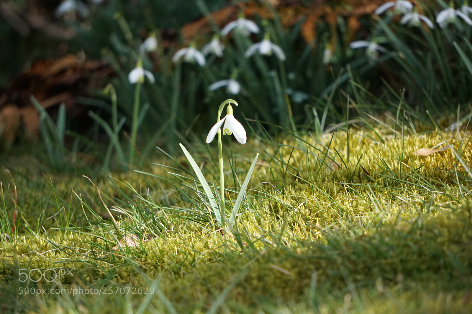 Sony a6000 sample photo. Frühling photography