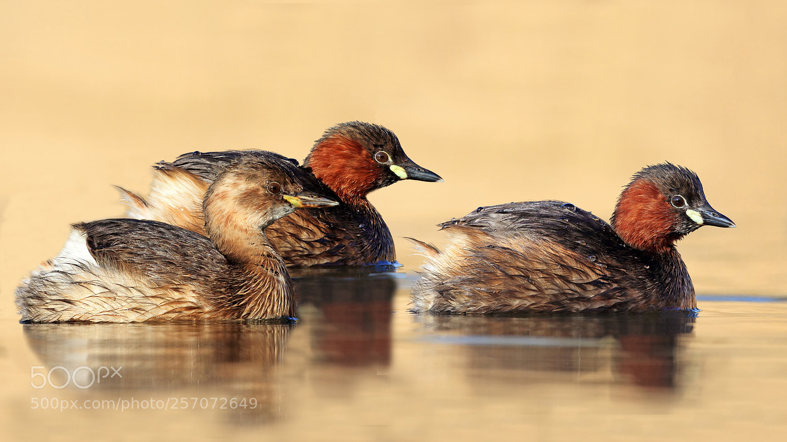 Canon EOS 7D Mark II sample photo. Little grebe. photography
