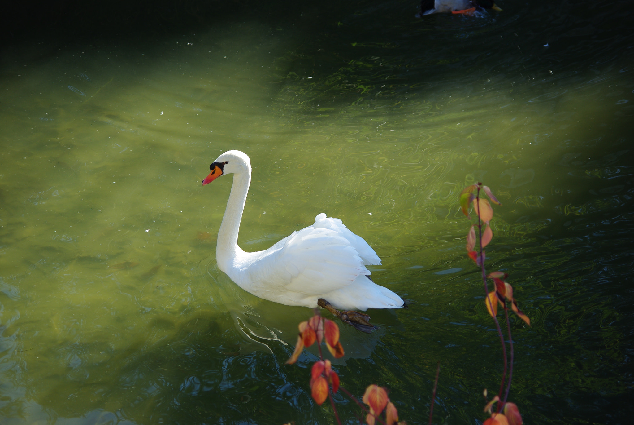 Pentax K200D + Pentax smc DA 50-200mm F4-5.6 ED sample photo. Cisne mendillorri photography