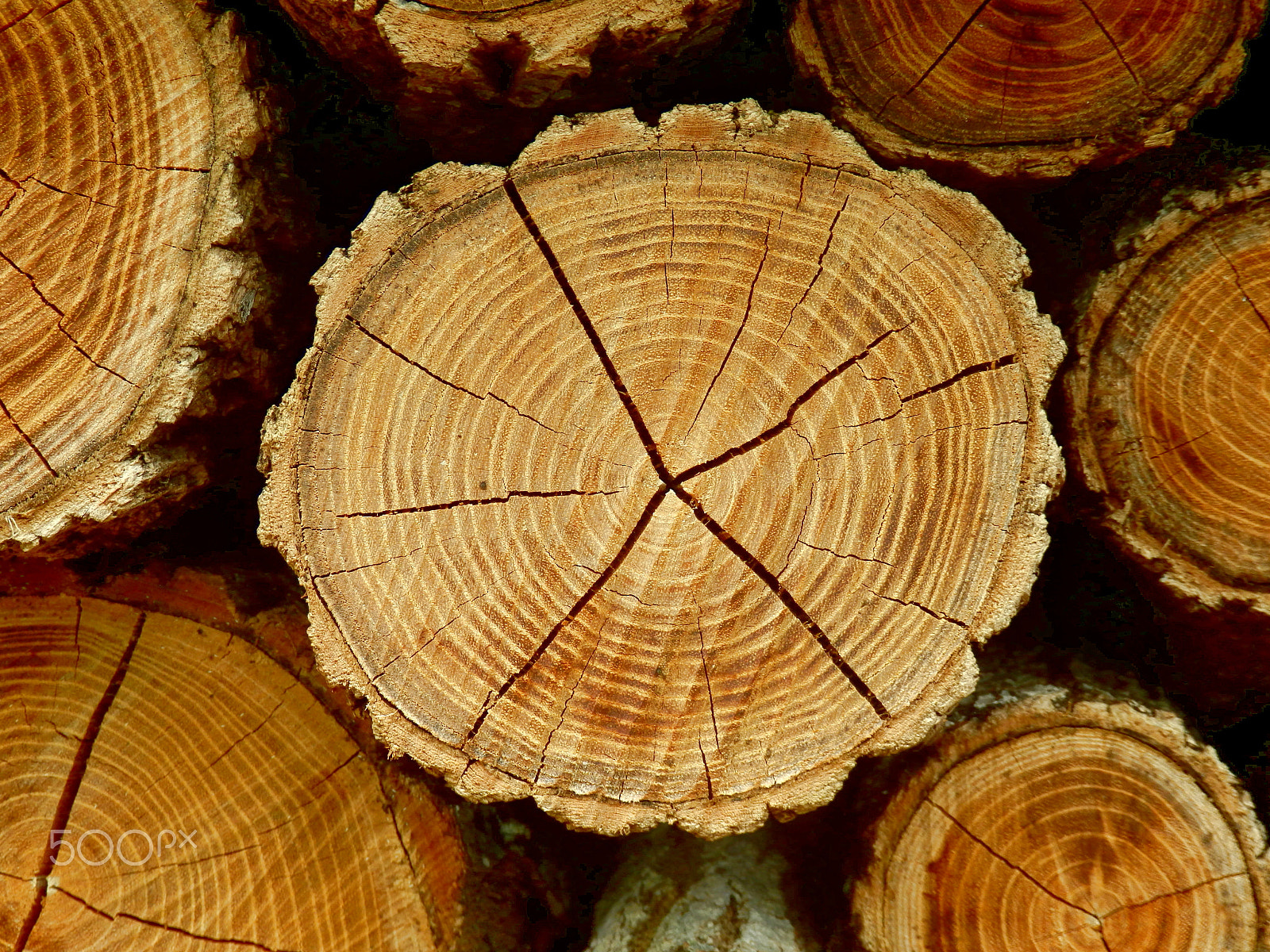 Olympus SZ-31MR sample photo. Cross section of an acacia log photography