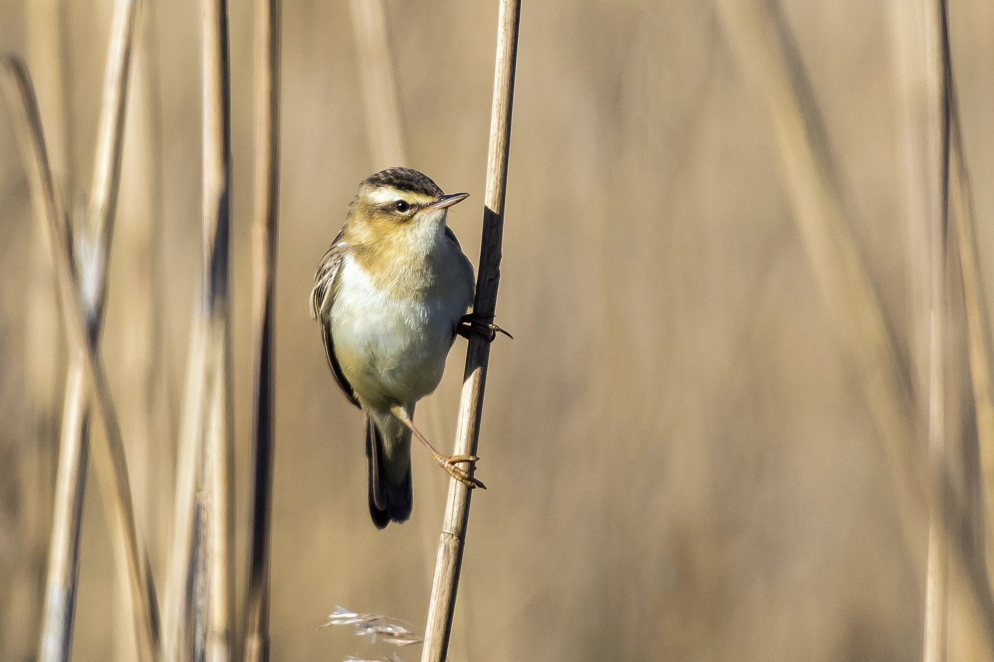 Pentax KP sample photo. Sedge warbler photography