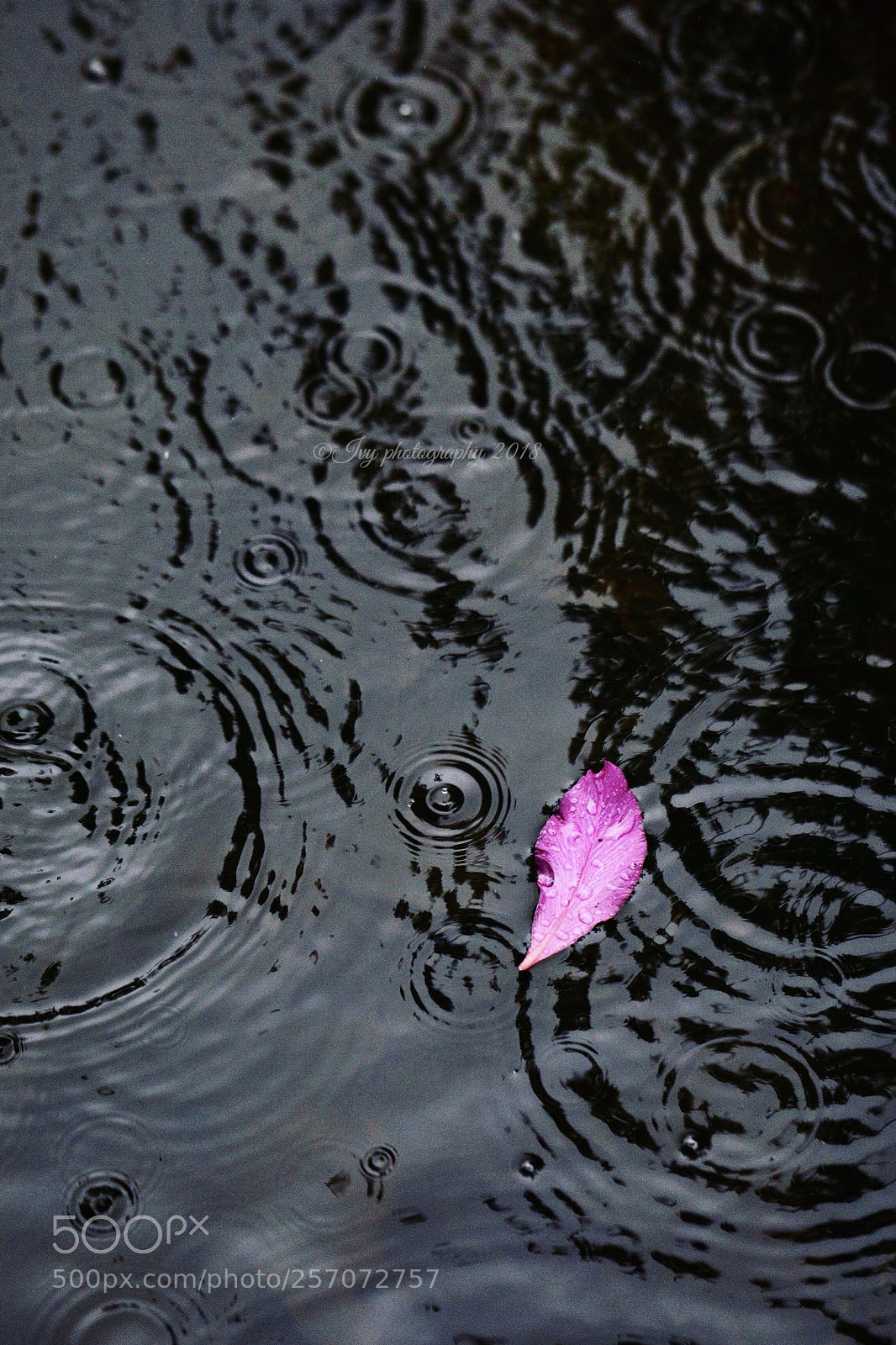 Canon EOS 5D Mark IV sample photo. Untitled photography
