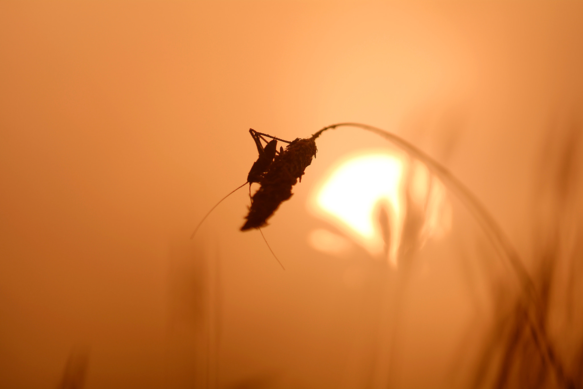 Sigma 105mm F2.8 EX DG OS HSM sample photo. House of the rising sun. photography