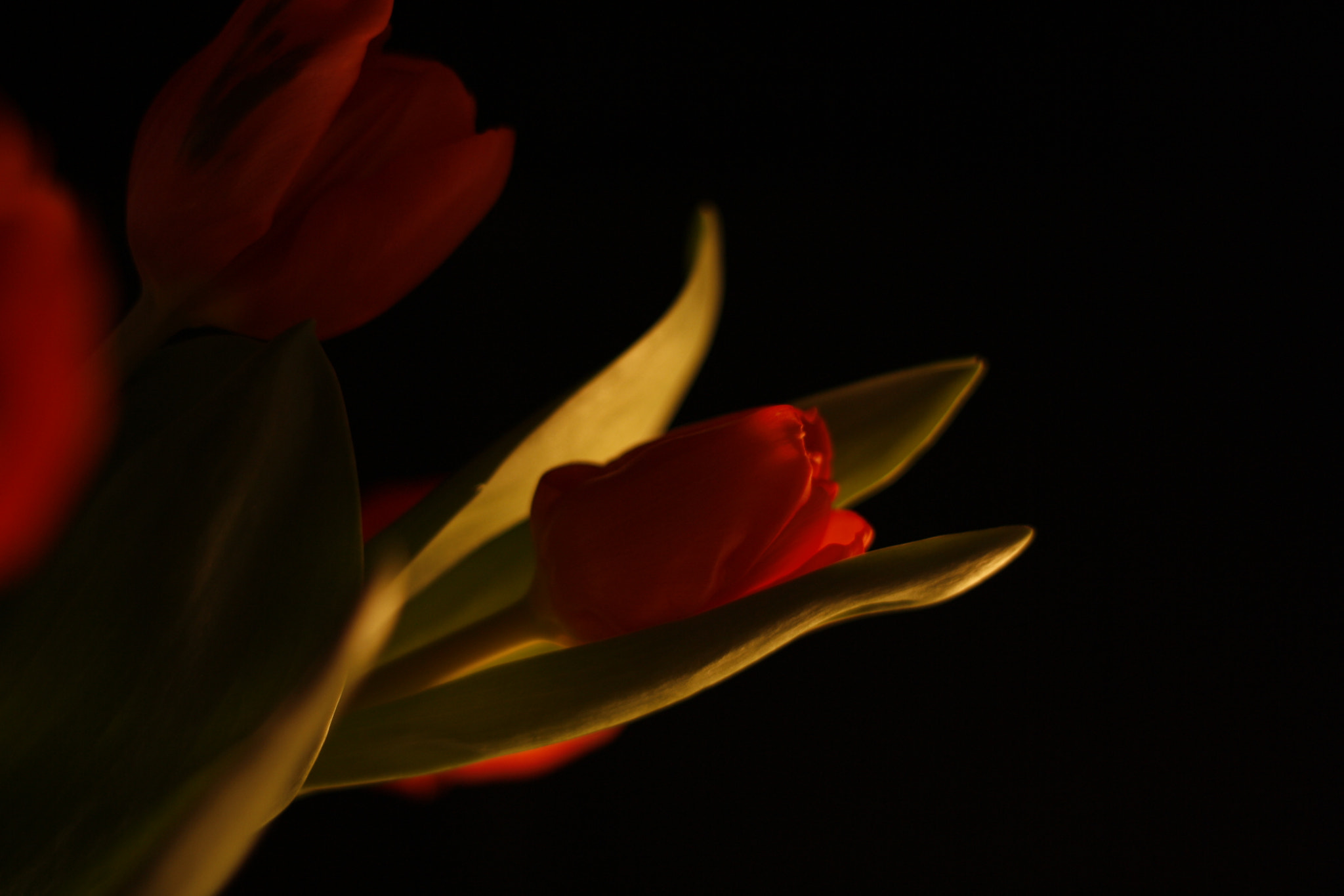 Canon EOS 1000D (EOS Digital Rebel XS / EOS Kiss F) sample photo. Tulip photography